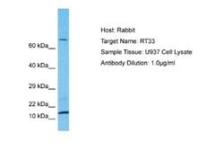 MRPS33 Rabbit anti-Human, Polyclonal, Novus Biologicals 0.1 mL | Buy Online | Novus Biologicals | Fisher Scientific